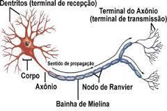 Sistema Nervoso dos Insetos Essa agregação e interconecção dos gânglios forma o sistema nervoso central.