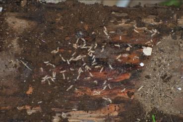 Figura 5: Indivíduos de uma colónia de térmita subterrânea em um tronco deixado no exterior (2009-10-22, Praia da Vitória) No exterior, nos quintais das casas visitadas, foram encontradas, sob
