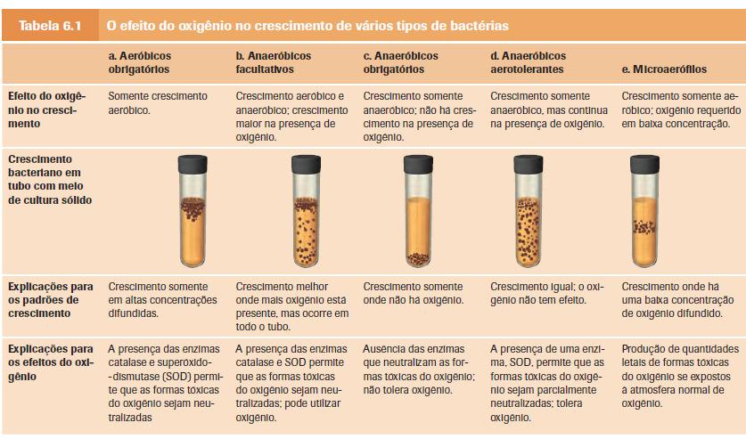 microrganismos se adaptar a