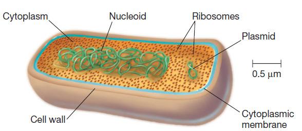 A célula bacteriana Genoma informação genética de uma célula (cromossomoe plasmídeos) Estruturas contendo DNA que