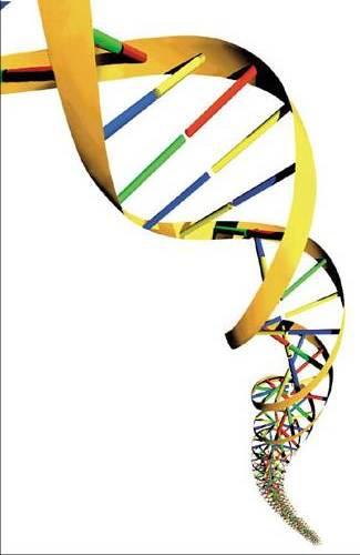 Cromossomo bacteriano Molécula de DNA dupla fita