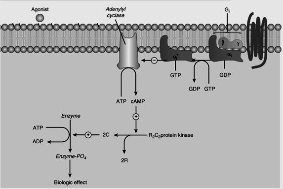 Receptores Muscarínicos Segundos Mensageiros M 2 M 4 Proteína Gα i/o Inibição da adenilato ciclase