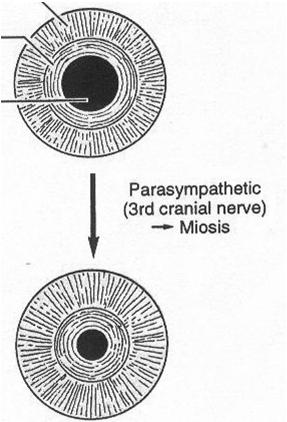 Músculo ciliar