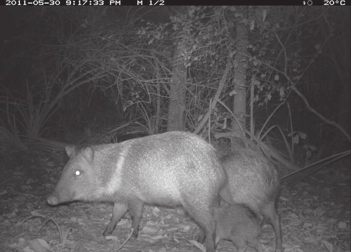 O monitoramento de mamíferos empregando camera traps tem provado, desde 1980, ser um dos métodos científicos mais modernos, eficientes, não invasivos, e ideais para estudos de longa duração de