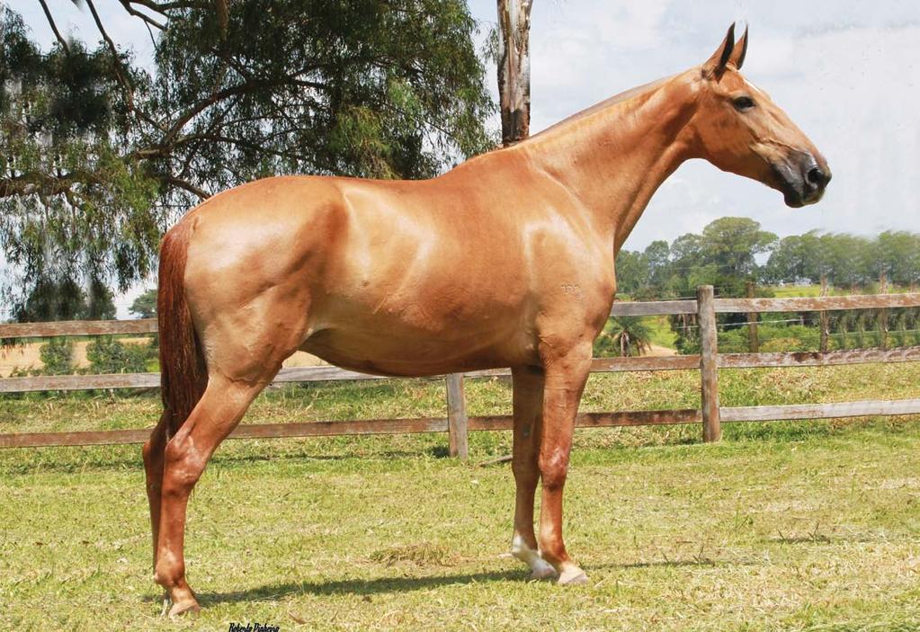 08 LORENA DO CAMPARAL Matriz. Nasc. 20/04/2003. Haras Camparal Licor do Angelim Inquieta do Chaparral Garol do Angelim O.P. DE SANTA RITA Beldade da Aliança ESTRELA DOS GAúCHOS O.P. se destaca na produção por vários e indiscutíveis atributos de qualidade, principalmente porque ele uniu a marcha com a morfologia e, certamente, é um ícone na raça Campolina.