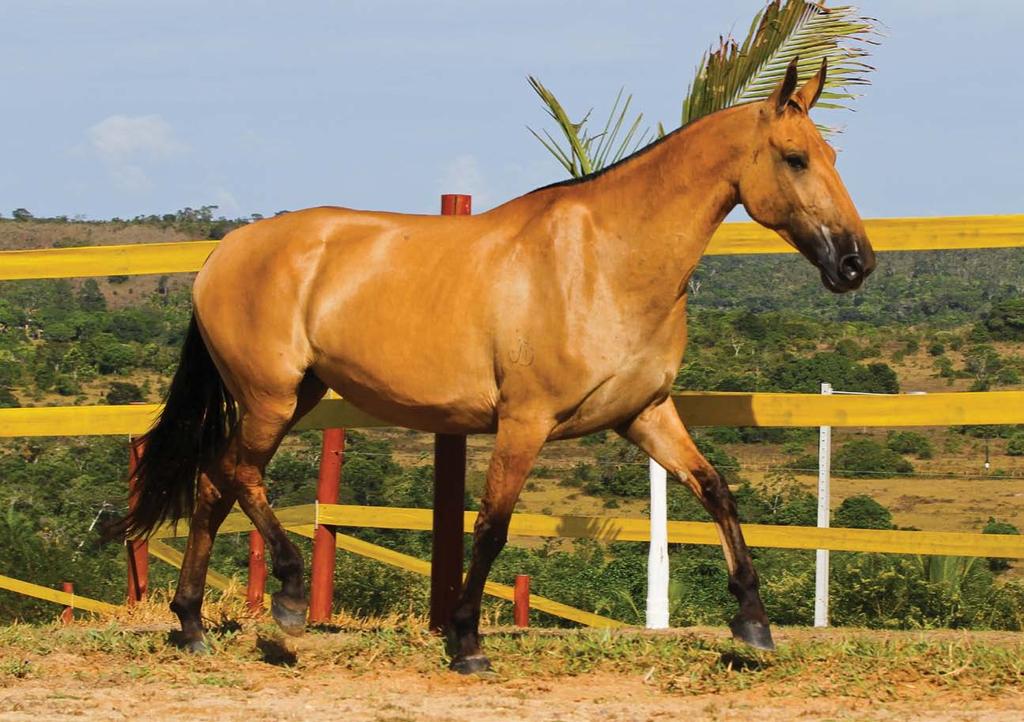 10 Caroline da DA JAD Matriz. Nasc. 31/08/2006. Haras Luanda Garol do Angelim T.T.R.D. de Santa Rita Albatroz do É TOP INÉDITA DO ORATÓRIO Viação de Sans Souci É Top, o mais belo Campolina o TRUE TYPE.