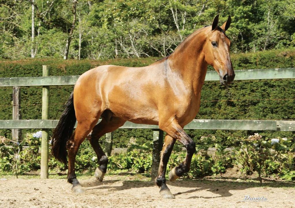 34 POETA DO CHIRIBIRIBINHA Garanhão. Nasc. 20/02/2003. Mandala Agrop. Haras do Rode Haras Camparal Albatroz do Pintura de Santa Rita O.P. de Santa Rita GEODO DO ORATÓRIO BELA DA HIBIPEBA Estrela do