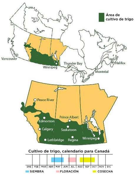 CANADÁ Alberta Saskatchewan 25% 55% 17% Manitoba Produção novamente reduzida para 25 milhões; Clima tem favorecido colheita do trigo de primavera; Menores rendimentos devido a clima seco durante