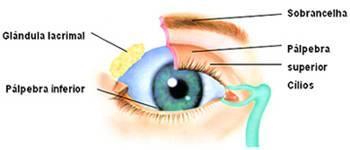 Visão Anatomia básica do olho humano O globo ocular é o principal órgão da visão.
