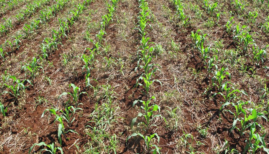 pois a partir deste período, a competição com as plantas daninhas pode ocasionar reduções na produtividade. Logo após o plantio do milho, é comum se observarem plantas de soja emergindo na lavoura.