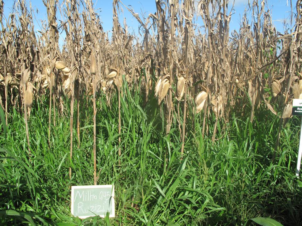 du. A densidade de sementes também deve ser suficiente para fornecer grande quantidade de matéria verde, podendo atingir os 600 pontos de VC.