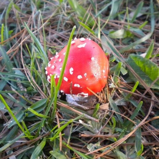 JULHO/2013. FIGURA 2 A. MUSCARIA VERMELHO-ALARANJADO. CAPÃO DO LEÃO. JULHO/2013.