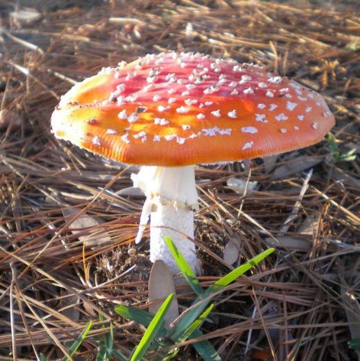 32 FIGURA 8 AMANITA MUSCARIA. CAPÃO DO LEÃO. JULHO/2013. FIGURA 9 ANEL DE A. MUSCARIA. CAPÃO DO LEÃO. JULHO/2013 A. muscaria é um macromiceto de hábito micorrízico comumente associado à Pinus spp.