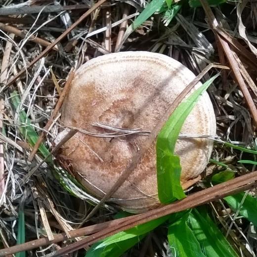 O período de frutificação de R. atropurpurea foi entre os meses de maio e agosto e ocorreu anualmente. A espécie L.