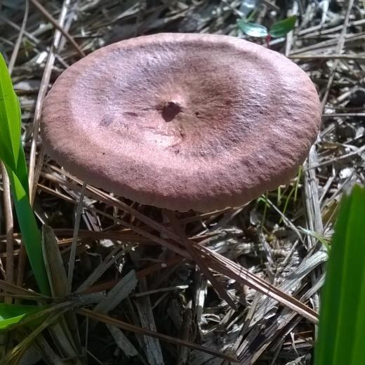 41 O macrofungo L. deliciosus é uma espécie comestível bastante apreciada na culinária. Tem hábito micorrízico associado à Pinus spp.