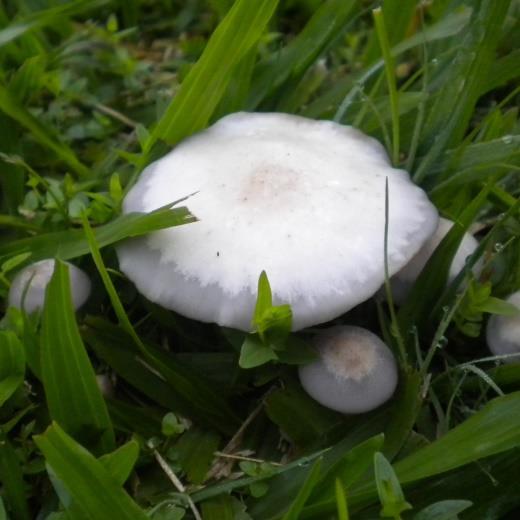 44 No Brasil, S. luteus é descrito para os estados do Paraná e Rio Grande do Sul (SULZBACHER et al., 2012). Em nosso estudo foi encontrado no município de Capão do Leão. Suillus spp.