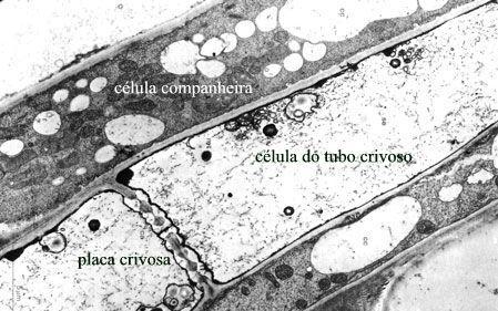 Proteína do movimento (MP) dos luteovírus Envolvida no