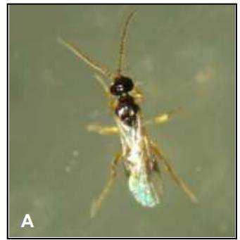 Figura 4: Parasitoide da broca da cana-de-açúcar: Cotesia flavipes. Fonte: EMBRAPA; 2012.