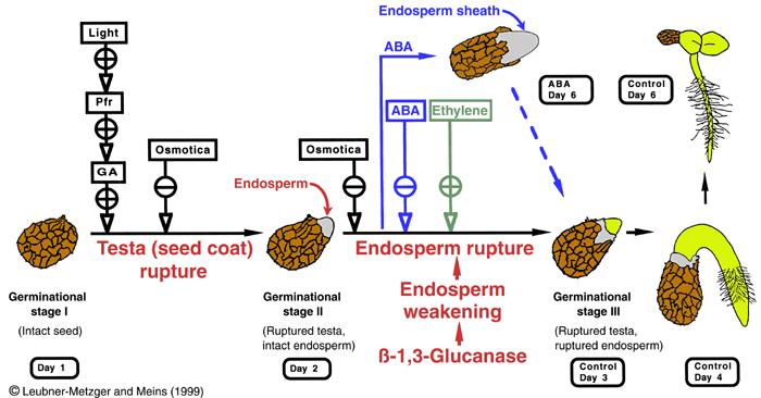 Figure 3.1: Working model for tobacco seed germination. Rupture of the testa and rupture of the endosperm are separate events in Nicotiana tabacum.