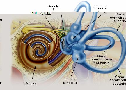 20 2 REFERENCIAL TEÓRICO Neste capítulo será apresentada uma breve revisão sobre anatomia e fisiologia do sistema vestibular, bem como sobre a avaliação de sua função. 2.1 Anatomofisiologia dos Sistemas Auditivo e Vestibular Os sistemas auditivo e vestibular têm algumas características comuns, porém diferindo em outras.