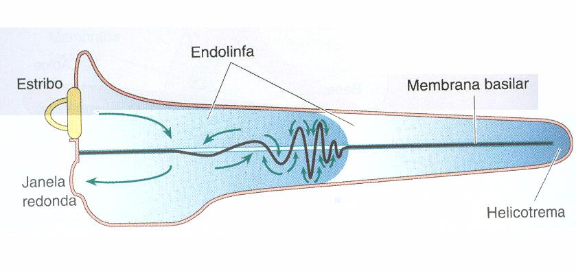 21 2.1.1 Sistema Auditivo A orelha interna, também conhecida como labirinto, é dividida em duas porções, a anterior corresponde à cóclea e a posterior correspondente aos canais semicirculares e o