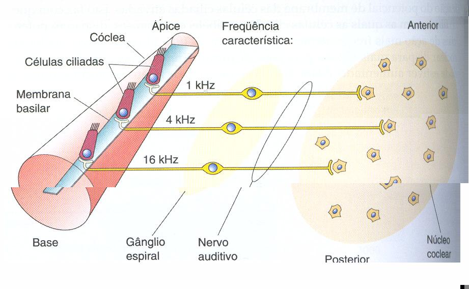 22 Após as ondas vibroacústicas provocarem a movimentação timpânica e ossicular, promovem a também movimentação de uma segunda membrana, que cobre a janela oval (Figura 3).