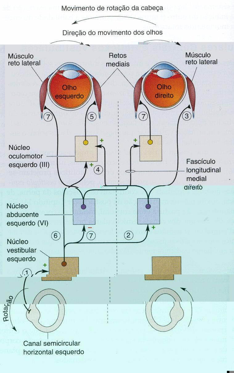 27 Figura 6- Mecanismo do Reflexo Vestíbulo-Ocular (BEAR et al, 2002) Os axônios do canal horizontal esquerdo inervam o núcleo vestibular esquerdo, o qual envia axônios excitatórios ao núcleo do Vl