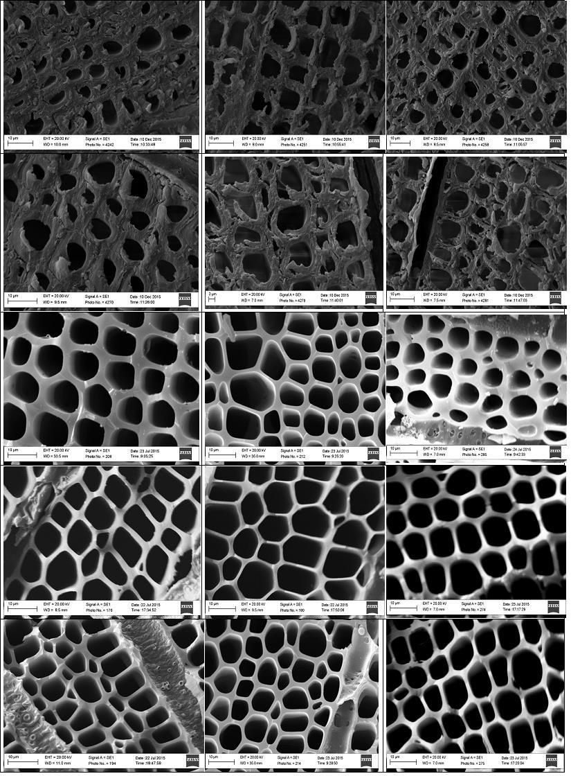 62 Figura 12 Imagens dos híbridos de Eucalyptus urophylla, MN463 e VM4, nos diferentes tratamentos térmicos analisados, obtidas com o auxílio do microscópio eletrônico de varredura (MEV) Legenda: (a)