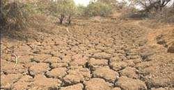 Na região Nordeste do Brasil, o clima semiárido favoreceu o desenvolvimento da Caatinga, tipo de vegetação