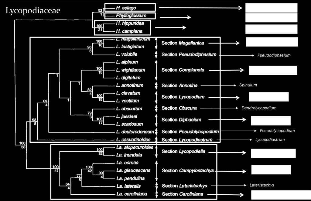 Huperziaceae Rothm. Filogenia de Lycopodiaceae apontando os gêneros da família. Modificado de Wikström & Kenrick (2000).
