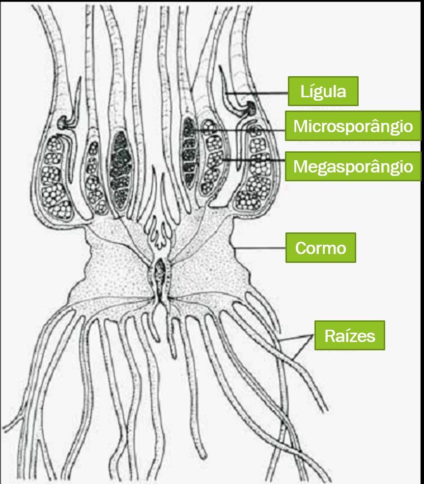 Desenho de um Isoetes com as principais características. Modificado de Raven et al, 2007. As eufilófitas formam o grupo irmão das licófitas que inclui as demais plantas vasculares.