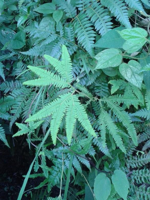 Estas plantas são conhecidas por formar extensas populações conhecidos como gleiqueniais.