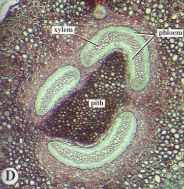 Sinapomorfia de Monilófitas 1) Caule: xilema mesarco (protoxilema interno ao