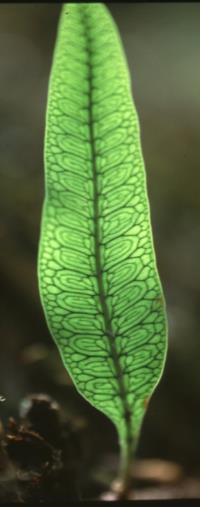 Monilófitas tipos de venação: