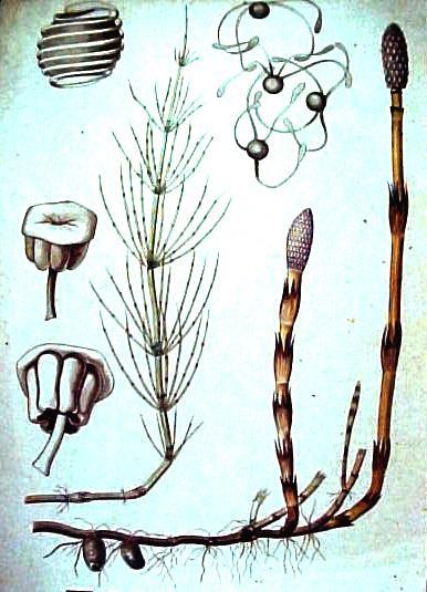 Arthrophyta Sphenophyta       - Esporângios (5-10) agrupados em