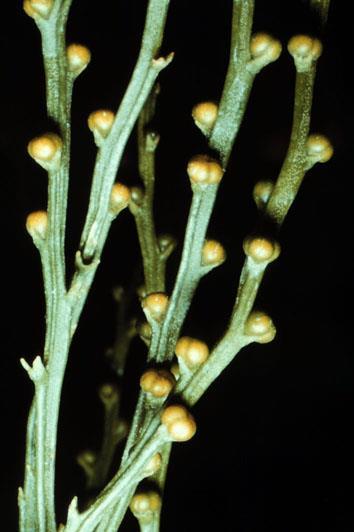 Psilotum Quem são as monilófitas atuais? Filo Monilophyta Cl. Equisetopsida (cavalinhas) Cl. Psilotopsida O. Ophioglossales O. Psilotales Cl. Marattiopsida Cl.