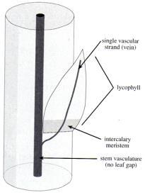 Licófitas Microfilo protostelo. Traço foliar não forma lacuna.