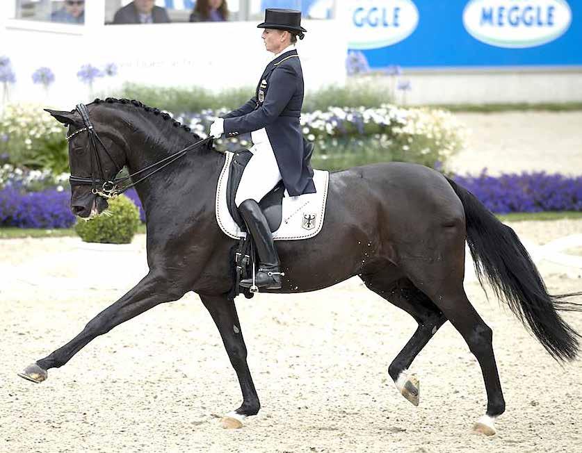 ADESTRAMENTO: KWPN O cavalo de Adestramento deverá ser alto, retangular, com