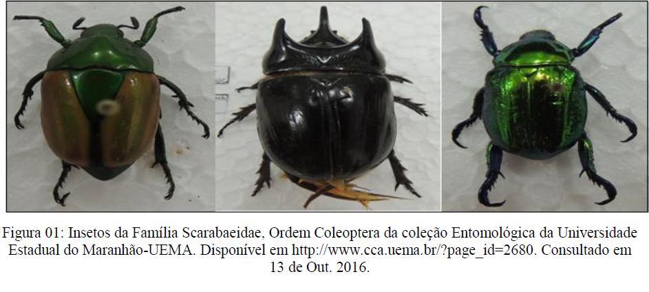 esses dois pesquisadores também lançaram as bases da entomologia forense nos trópicos (Pujol-Luz et al., 2008). Descreveram em sua obra os coleópteros de interesse médico-legal do Estado de São Paulo.