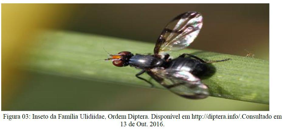 Os dípteros foram capturados por armadilhas orientadas pelo vento (Wind Oriented Trap W.O.T.) contendo como isca fígado bovino deteriorado, no período de dezembro de 2004 a novembro de 2007.