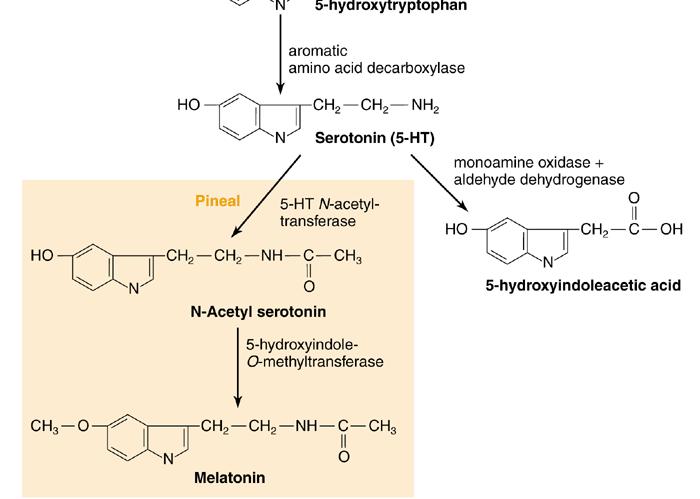 Serotonina Importante modulador do estado