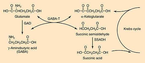 GABA Diversos receptores já descritos: - GABA A - canal de Cl - - GABA