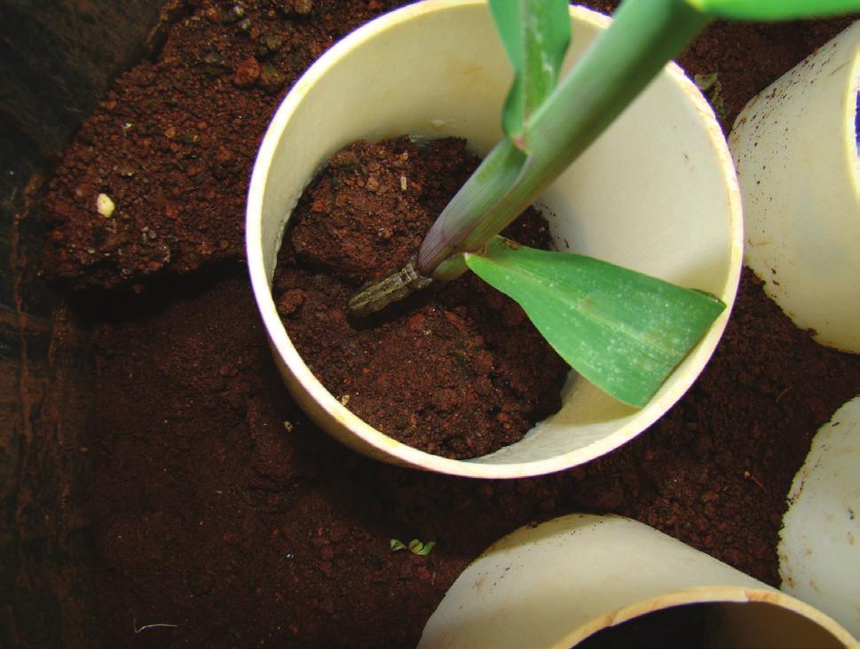 doenças remanescentes no período entre culturas pela eliminação de plantas daninhas hospedeiras.