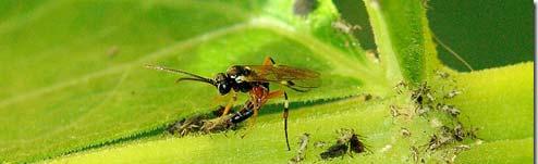 Hymenoptera: Ichneumonidae Icneumonídeos: Endo e
