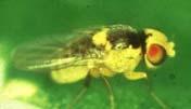 Hymenoptera: Eulophidae Família muito numerosa, com espécies ecto e endoparasitóides, de ovos, larvas e pupas de coleópteros, dipeteros, lepidópteros e