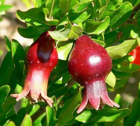 Formulações Uso tópico: Adulto Decocção: Preparar a infusão com 6g de casca do fruto seco em 150mL de água (xícara de chá).