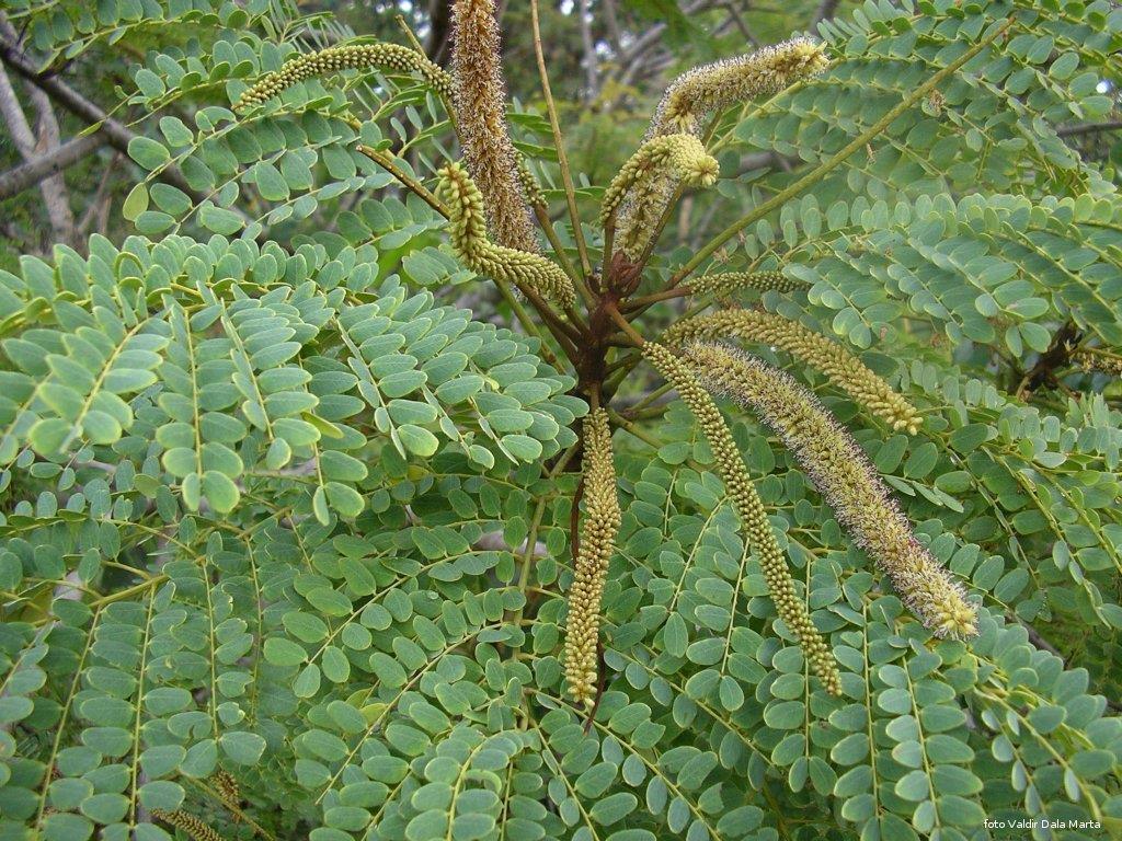 Barbatimão (Stryphnodendron barbatimam Mart ) Parte utilizada: casca Indicação: antinflamatório, cicatrizante, adstringente, antisséptico tópico na