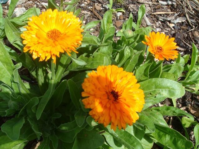 Calêndula (Calendula officinalis L.) Parte utilizada: Flores Indicação: anti-inflamatório, cicatrizante, antisséptico.