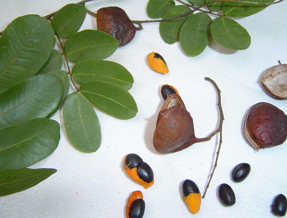 Copaíba (Copaifera langsdorffii Desf.