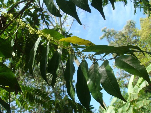 Guaçatonga (Casearia sylvestris) Parte utilizada: Folhas, ramos e cascas. Indicação: dor, lesão, cicatrizante e antisséptico, para o tratamento de queimaduras, ferimentos e contra veneno de serpente.